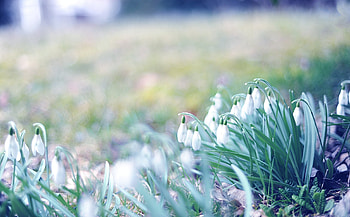 Spring, Nature, Grass, Snowdrops, Shine, Light, March HD wallpaper