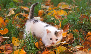 cat , paradice, Britney Spears, seagull, hammock HD wallpaper