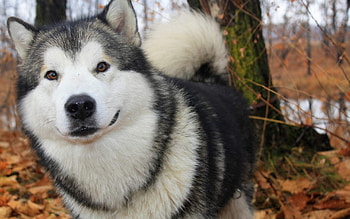 Animals, Autumn, Fluffy, Dog, Husky, Haska, Fidelity HD wallpaper