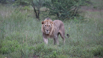 Animals, Bush, Lion, Predator, Big Cat HD wallpaper