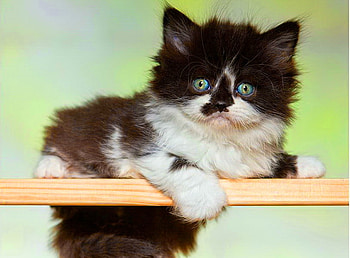 Fluffy kitty, sweet, animal, kitten, kitty, cute, cat, adorable HD wallpaper