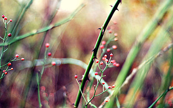 Grass, Background, Plant, Macro, Blur, Smooth, Stem, Stalk HD wallpaper