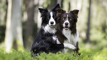 Couple, Border Collie HD wallpaper