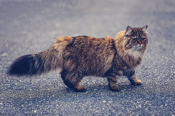 Animals, Cat, Fluffy, Pet, Manx HD wallpaper