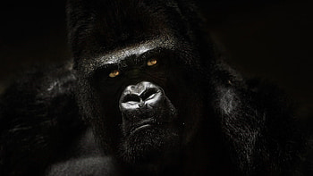 Gorilla illustrations, Digital artistry, Creative expressions, Artistic HD wallpaper