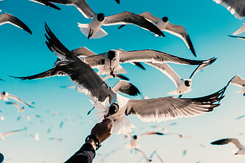 Seagull, birds, flight HD wallpaper
