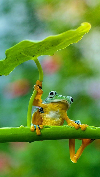 Cute Frog, Cute Green Frog HD phone wallpaper