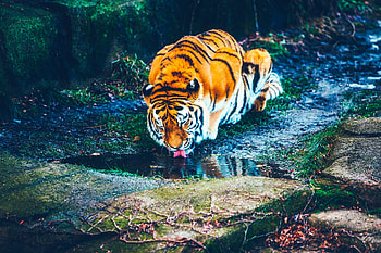 Animals, Rivers, Tiger, Watering, Waterhole HD wallpaper