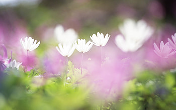 Plants, Flowers HD wallpaper