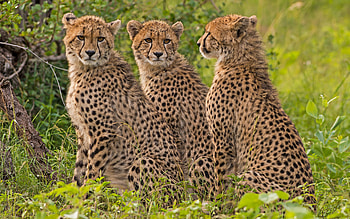 three cheetahs, savannah, wildlife, Africa, predators, cheetahs, Acinonyx jubatus HD wallpaper