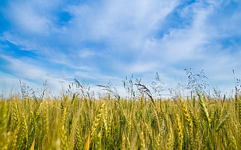 Landscape, Fields, Wheat HD wallpaper