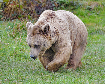 Animals, Brown, Bear, Animal, Wild, Brown Bear HD wallpaper