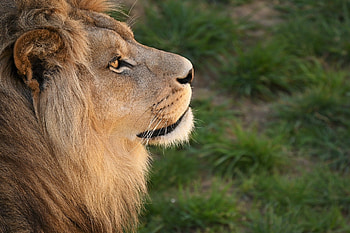 Lion, fur, animal, pride HD wallpaper
