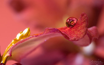 Flower, Macro, Drop, Petal HD wallpaper