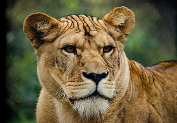 Lioness muzzle HD wallpaper