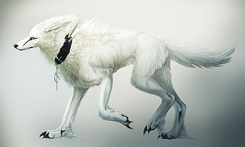 wolf, white, cg, abstract, 3d HD wallpaper