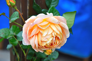 Flowers, Flower, Rose Flower, Rose, Petals, Bud HD wallpaper