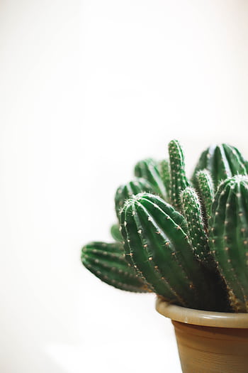 Close-up of a potted cactus with textured spines against a light background, showcasing natural beauty. HD phone wallpaper