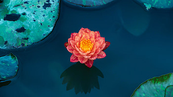 Small blue lotus flower HD wallpaper