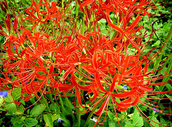 Flowers, Close-Up, Flower Bed, Flowerbed, Spider Lily HD wallpaper