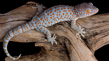 Tokay, Geckos HD wallpaper