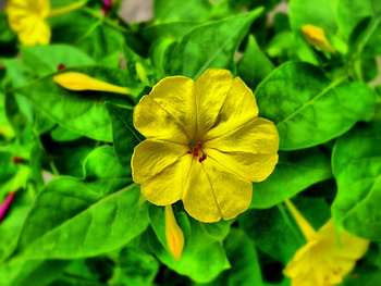 Plants, Flowers HD wallpaper