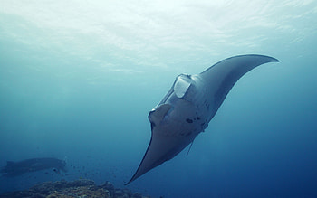 Animals, Cat, Underwater World, To Swim, Swim, Fish HD wallpaper