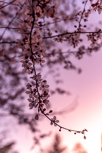 Flowers, Cherry, Sakura, Branch, Spring HD phone wallpaper