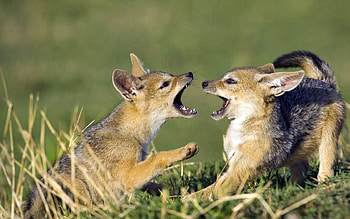 Animals, Couple, Pair, Fangs, To Fall, Mouth, Game, Toddlers, Kids, Cubs HD wallpaper