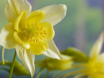 Yellow Columbine, columbine, yellow, beautiful, nature, flowers HD wallpaper
