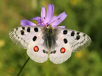 Spotted white, white, black, butterfly, purple flower, orange, spots HD wallpaper