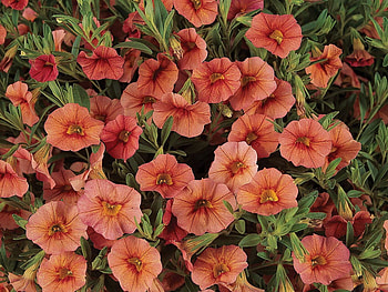 Flowers, Close-Up, Greens, Calibrachoa, Calirohoa HD wallpaper