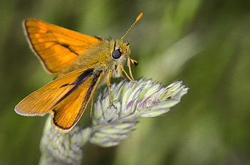 Plant, Macro, Butterfly, Moth HD wallpaper
