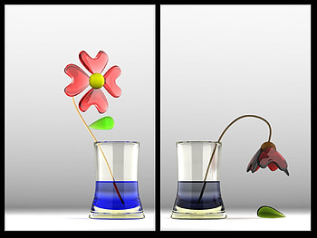 Flowers, Background HD wallpaper