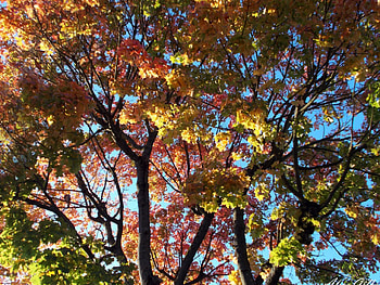 Beautiful Autumn Colours, Calm, Color, Colour, Colors, Autumn, Pretty, Beautiful, Blue sky, Colours, nature, October HD wallpaper