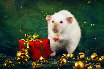 Christmas rat, animal, craciun, christmas, red, rat, rodent, gift HD wallpaper