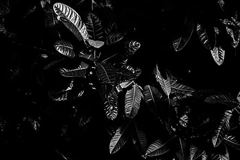 Leaves, Plant, Macro, Dark, Bw, Chb HD wallpaper