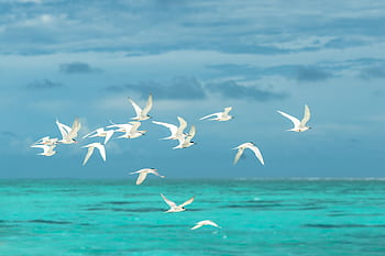 A graceful flight of seagulls over the vibrant turquoise waters of the Maldives, showcasing nature's beauty. HD wallpaper