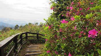 Mountain trail, trail, plants, flowers, wooden railings, Mountain HD wallpaper
