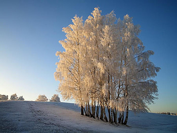 frozen trees, frozen, snow, landscape, cold, trees, nature HD wallpaper