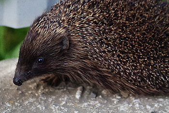 Animals, Muzzle, Thorns, Prickles, Hedgehog HD wallpaper