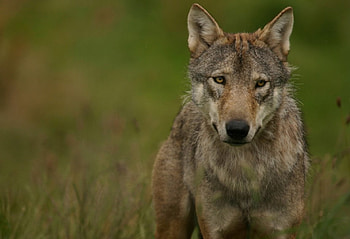 Wolf, wolves, animals HD wallpaper