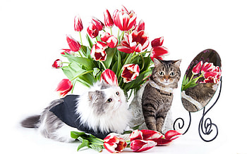 Cats sitting near a bouquet, kitten, pussy, kitty, Cats HD wallpaper
