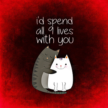 Cats, Love, Inscription, Romance, Confession, Postcard HD phone wallpaper