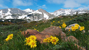 Indian Peaks Wilderness Area of Colorado, mountains, rocks, wildflowers, landscape, trees, usa HD wallpaper