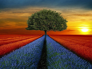 Beautiful day, blue, colorful, color, symmetry, beautiful, tree, field, flower, green, splendor, lovely, sun, sunset HD wallpaper