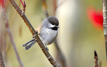 boreal chickadee, animal, chickadee, branch, boreal HD wallpaper