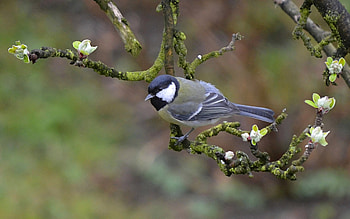 Great Tit, branch, tit, great, bird, buds HD wallpaper