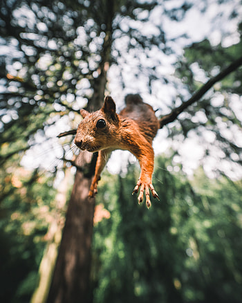 Funny, Animals, Squirrel, Bounce, Jump, Paws, Rodent HD phone wallpaper