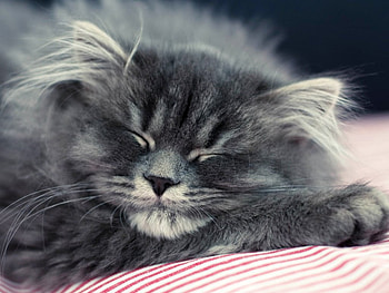 Cute cat, animals, cute, cat, pet, sleeping HD wallpaper